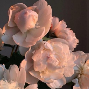 FucK丰满老货HD泻火
